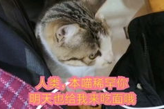 他的小野猫全文免费阅读,都市爱情冒险记