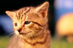 猫咪图片,萌态可掬，治愈心灵的美妙瞬间