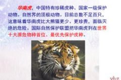 华南虎ppt,象征自由与不屈的珍稀物种