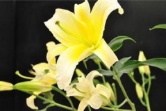 百合花代表什么意思,百合花的象征意义与情感寓意概览