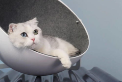 娱乐吃瓜酱改造猫窝,跟随娱乐吃瓜酱打造专属猫咪窝居”